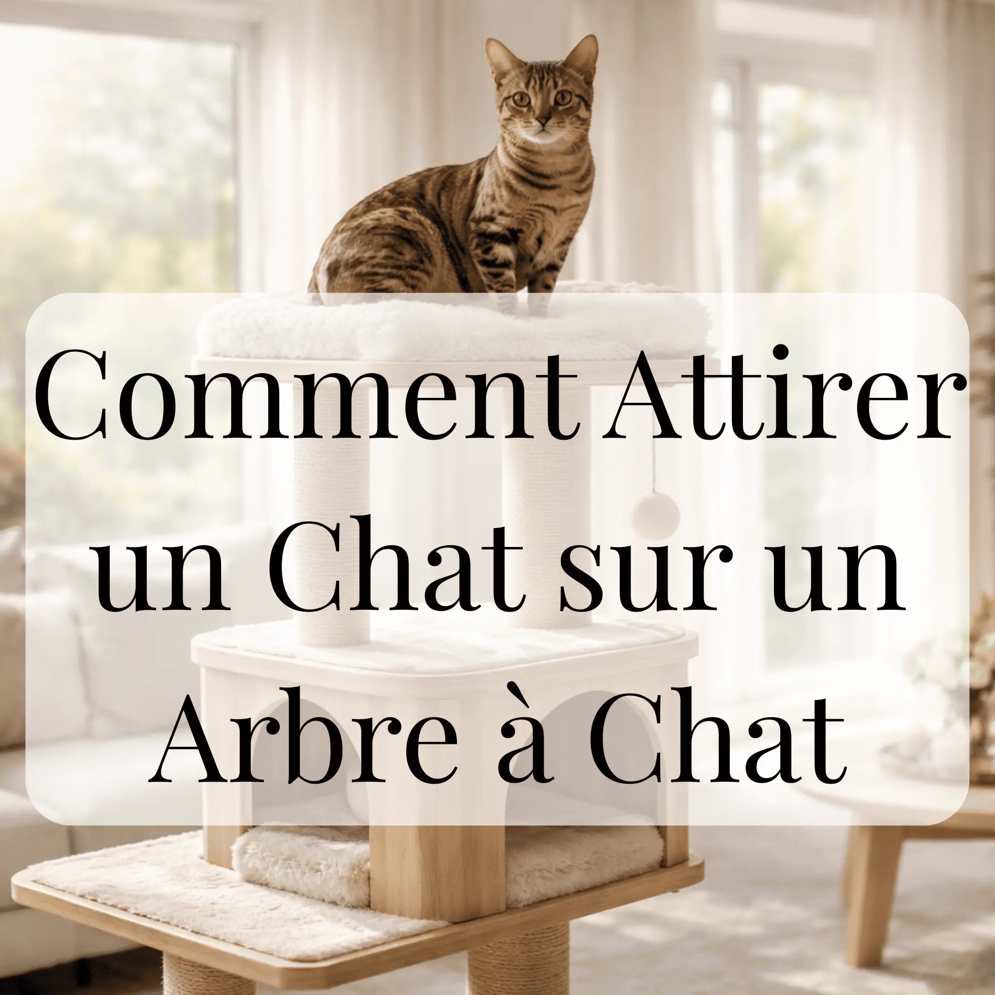Comment Attirer un Chat sur un Arbre à Chat - CATIUM