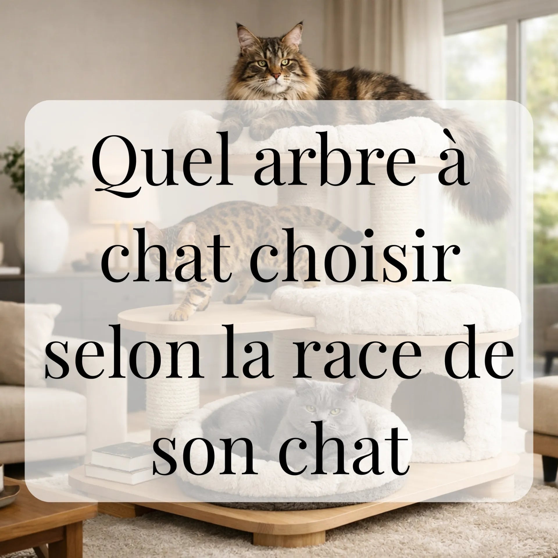 Quel arbre à chat choisir selon la race de son chat