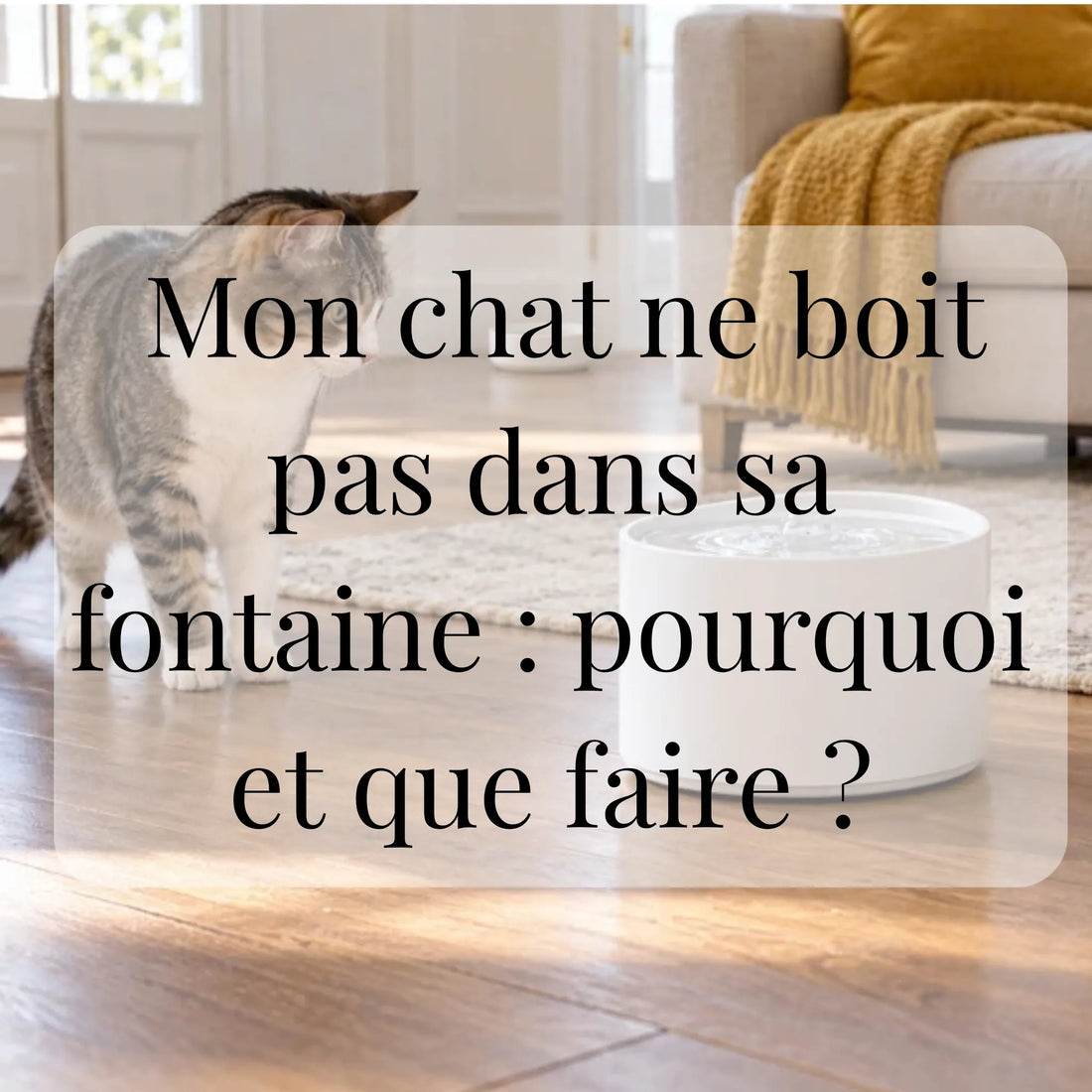Mon chat ne boit pas dans sa fontaine : pourquoi et que faire ? CATIUM