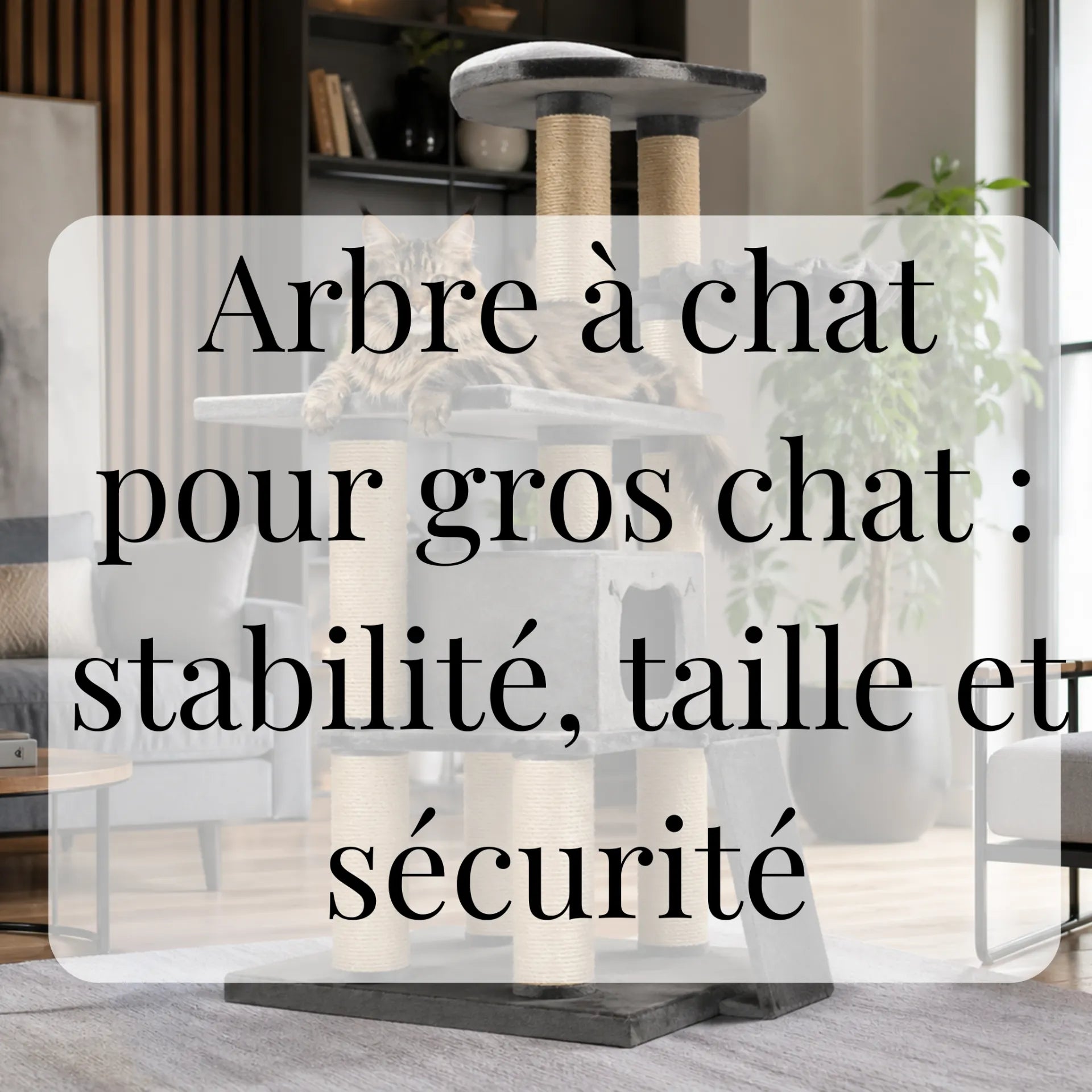 Arbre à chat pour gros chat : stabilité, taille et sécurité