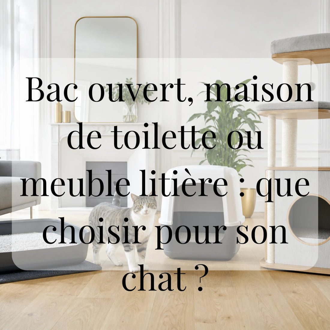 Bac ouvert, maison de toilette ou meuble litière : que choisir pour son chat ? CATIUM