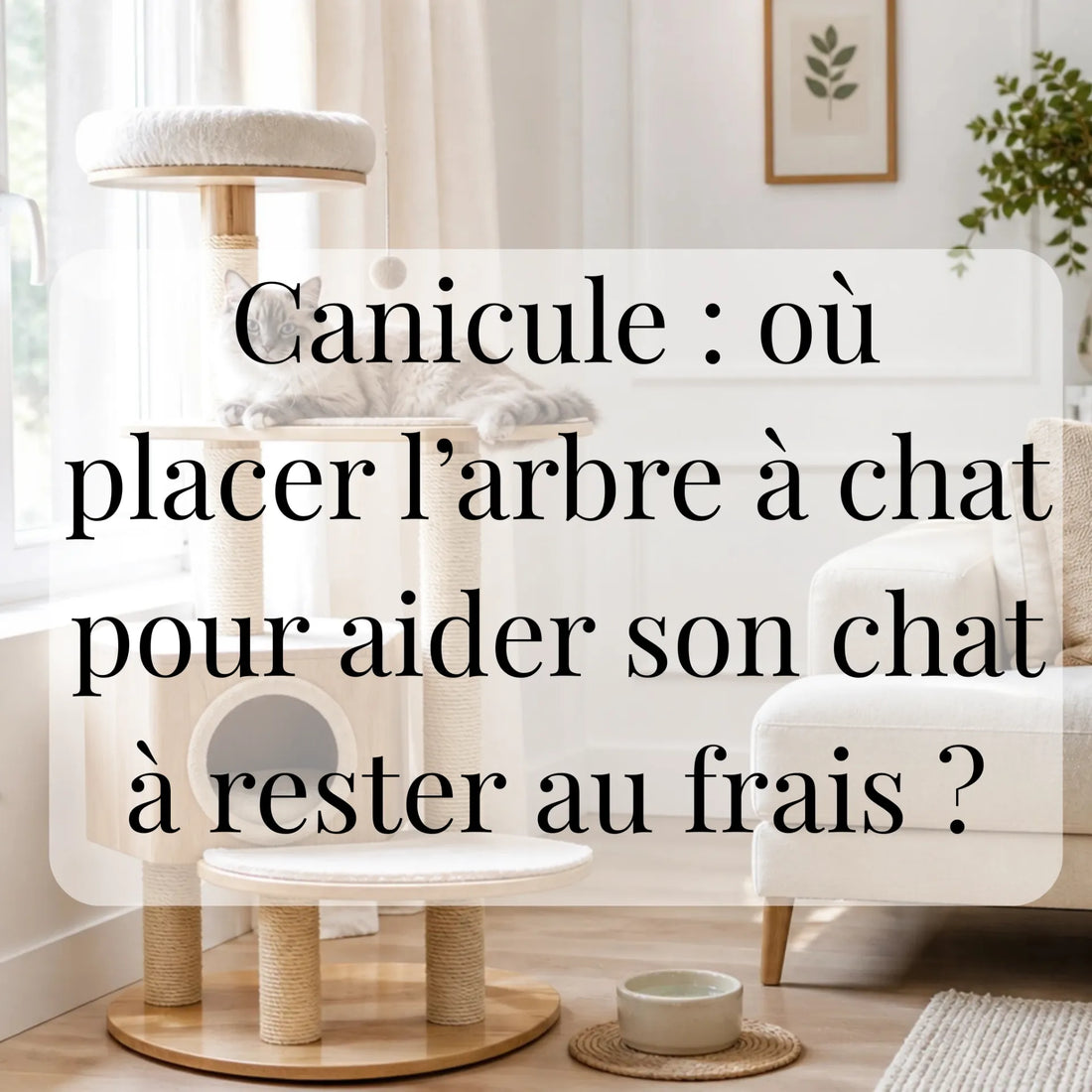 Canicule : où placer l’arbre à chat pour aider son chat à rester au frais ? CATIUM