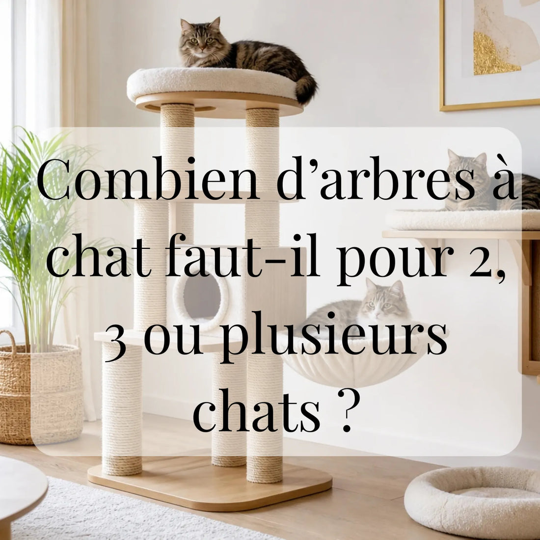Combien d’arbres à chat faut-il pour 2, 3 ou plusieurs chats ?
