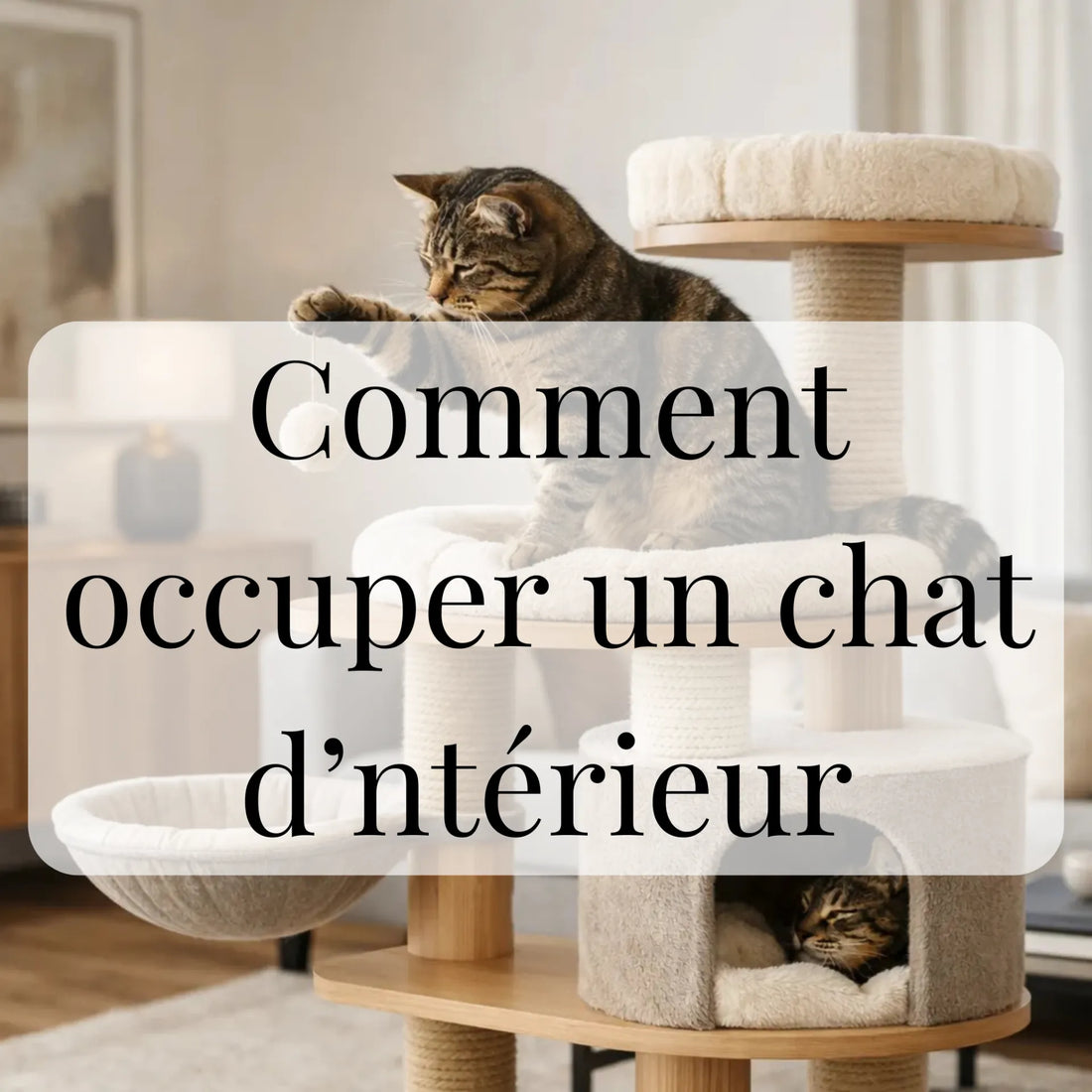 Comment occuper un chat d’intérieur