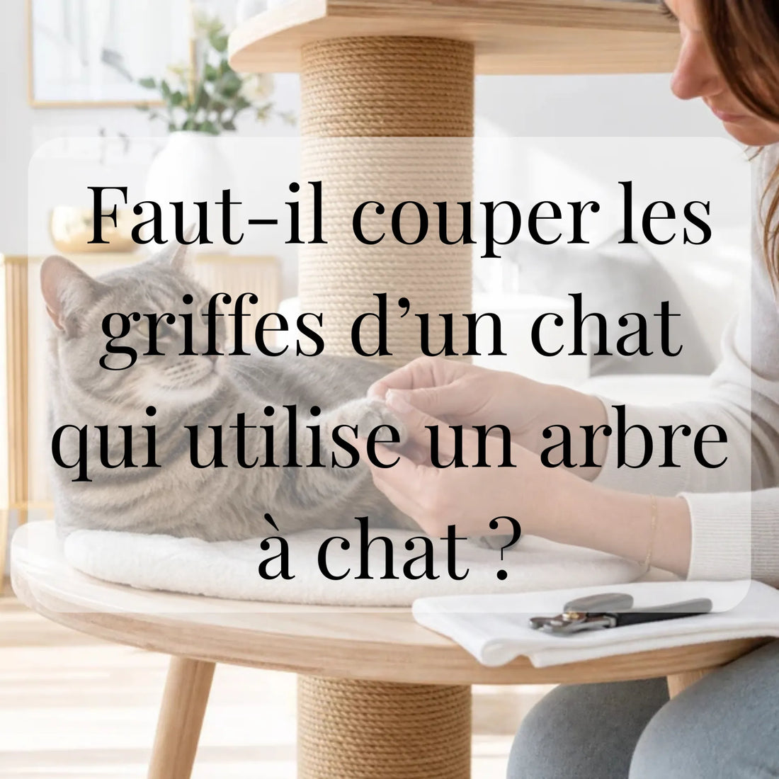 Faut-il couper les griffes d’un chat qui utilise un arbre à chat ? CATIUM