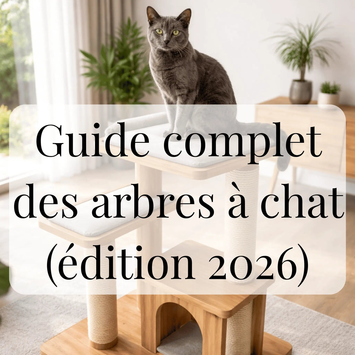 Guide complet des arbres à chat (édition 2026) CATIUM