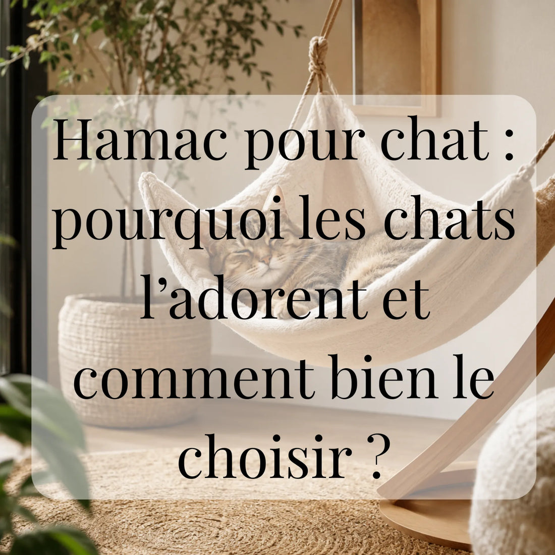 Hamac pour chat : pourquoi les chats l’adorent et comment bien le choisir ?