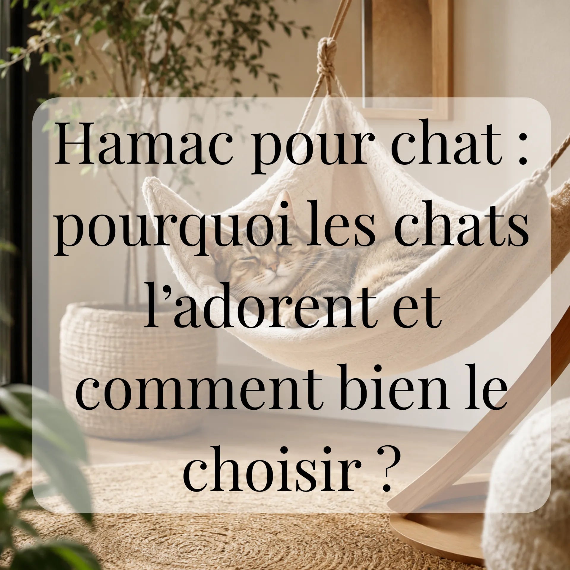 Hamac pour chat : pourquoi les chats l’adorent et comment bien le choisir ? CATIUM