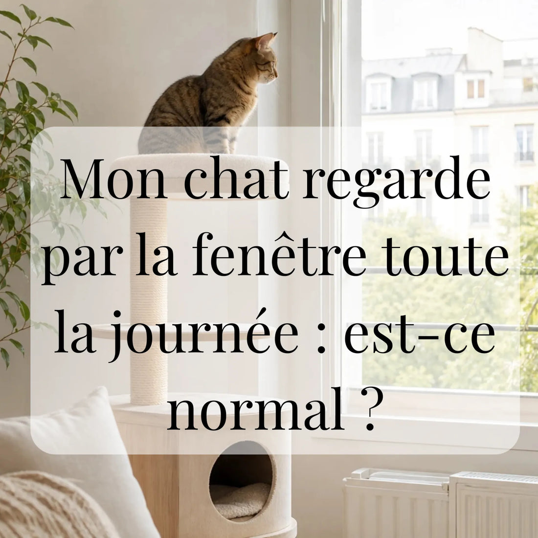Mon chat regarde par la fenêtre toute la journée : est-ce normal ?