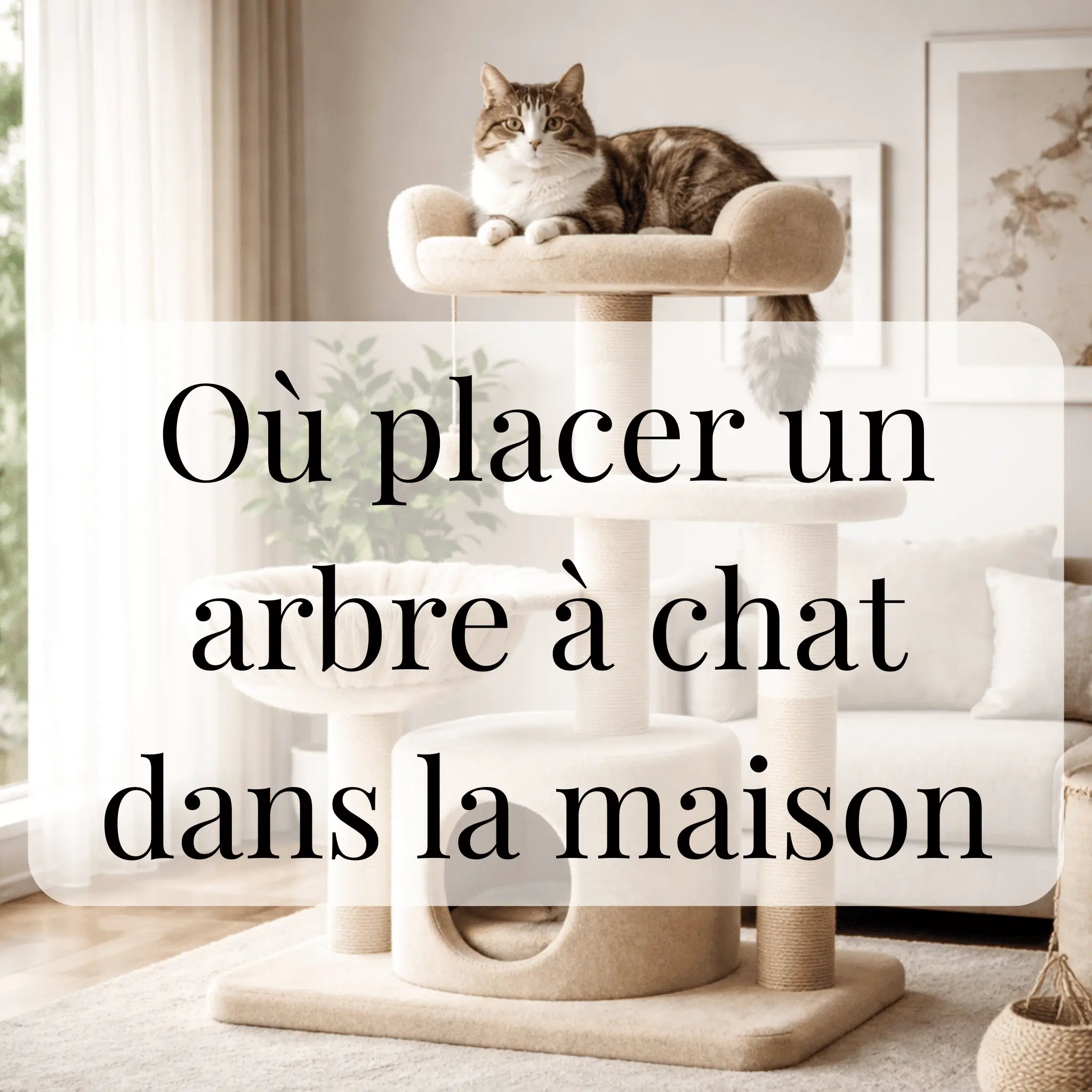 Où placer un arbre à chat dans la maison CATIUM