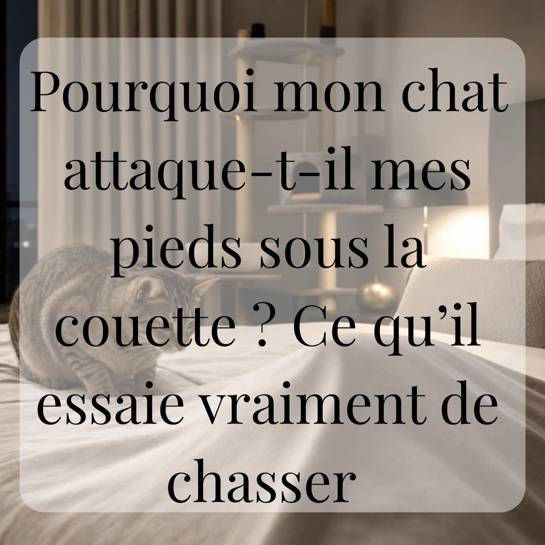 Pourquoi mon chat attaque-t-il mes pieds sous la couette ? Ce qu’il essaie vraiment de chasser CATIUM