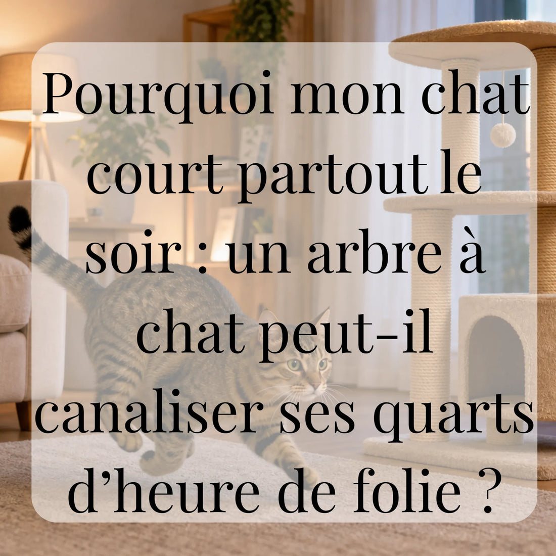 Pourquoi mon chat court partout le soir : un arbre à chat peut-il canaliser ses quarts d’heure de folie ?