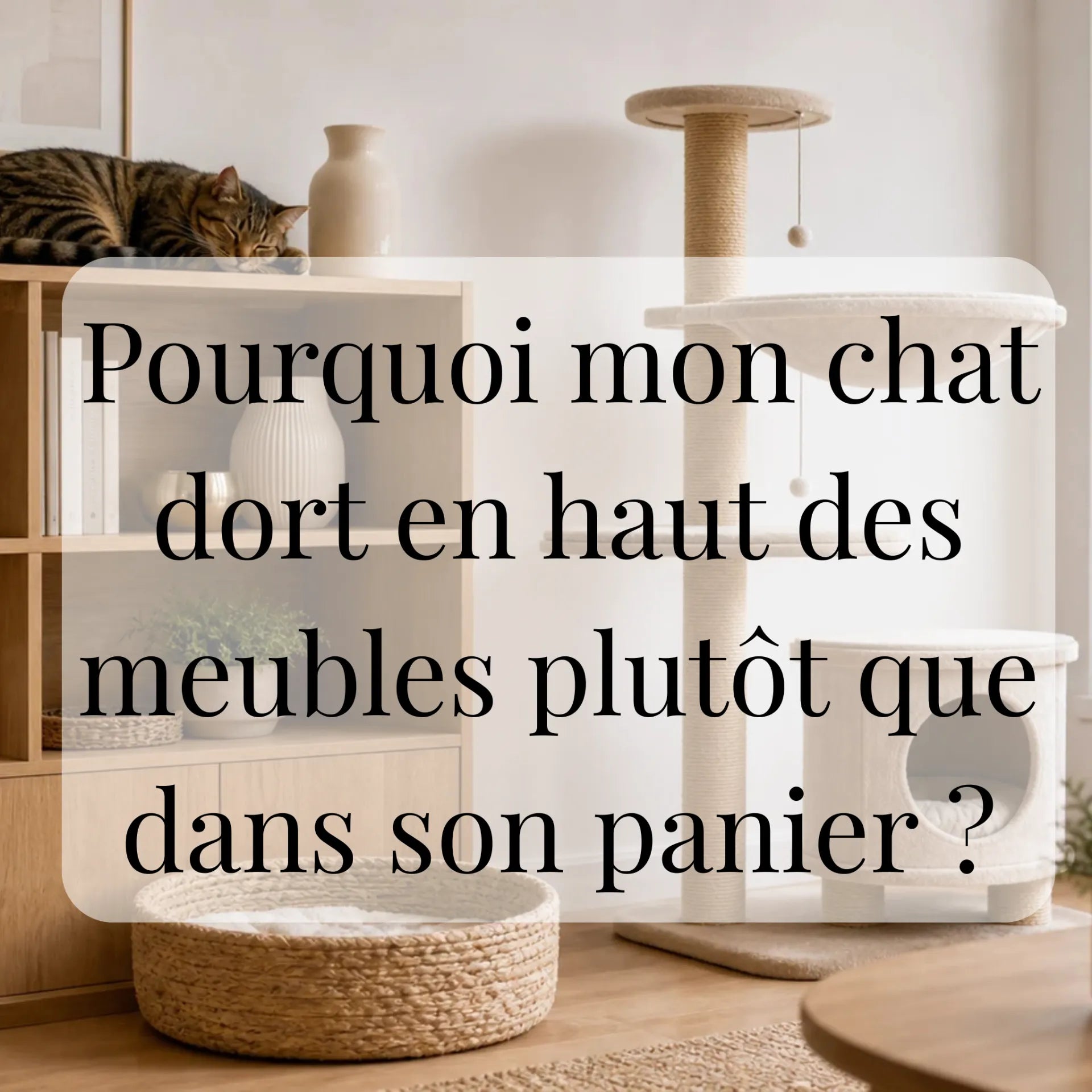 Pourquoi mon chat dort en haut des meubles plutôt que dans son panier ?