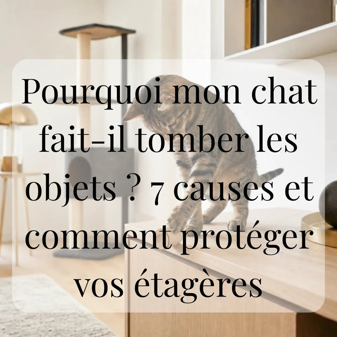Pourquoi mon chat fait-il tomber les objets ? 7 causes et comment protéger vos étagères CATIUM