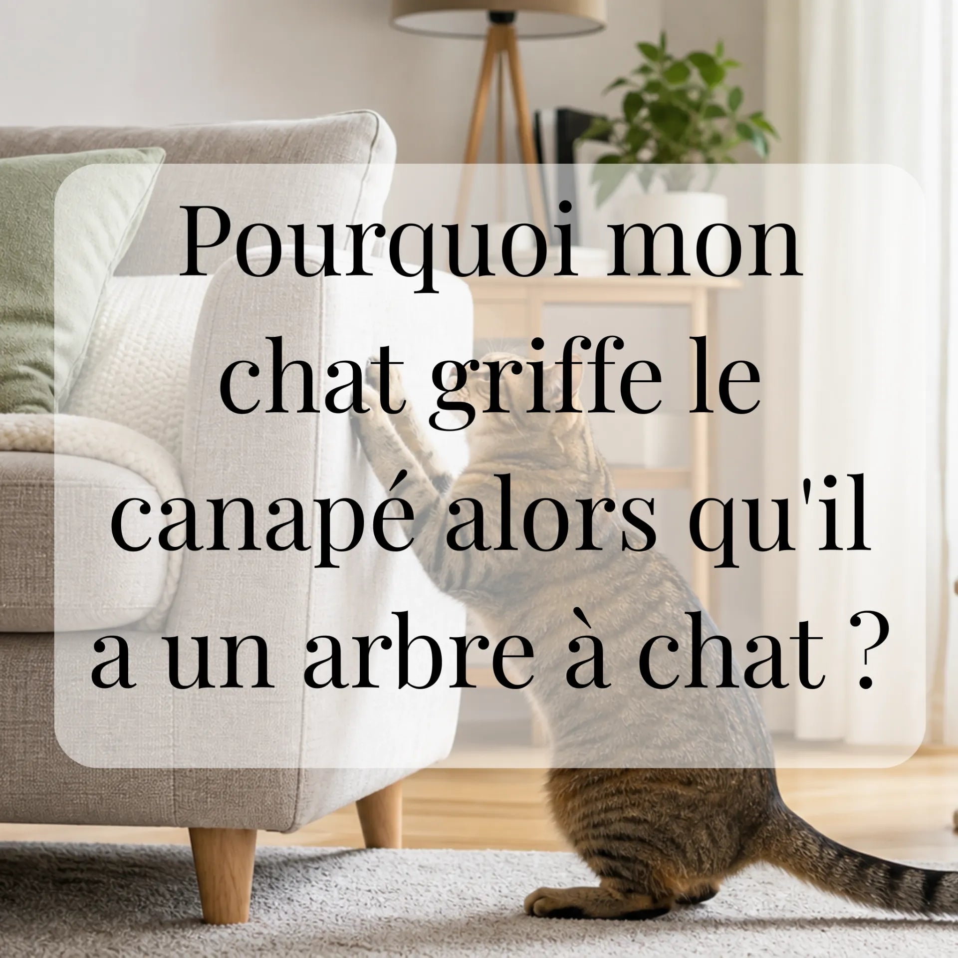 Pourquoi mon chat griffe le canapé alors qu'il a un arbre à chat ? CATIUM
