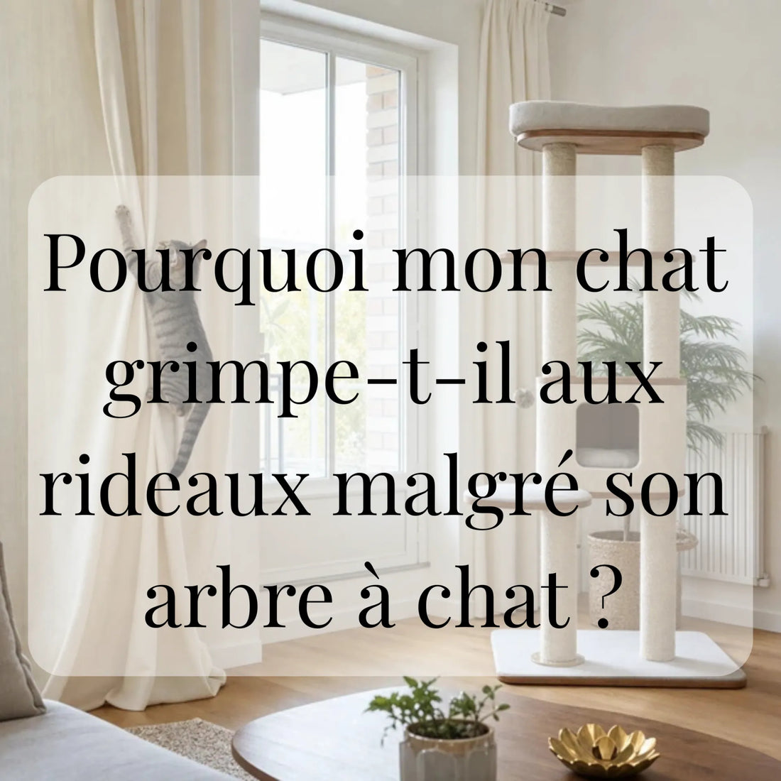 Pourquoi mon chat grimpe-t-il aux rideaux malgré son arbre à chat ? CATIUM