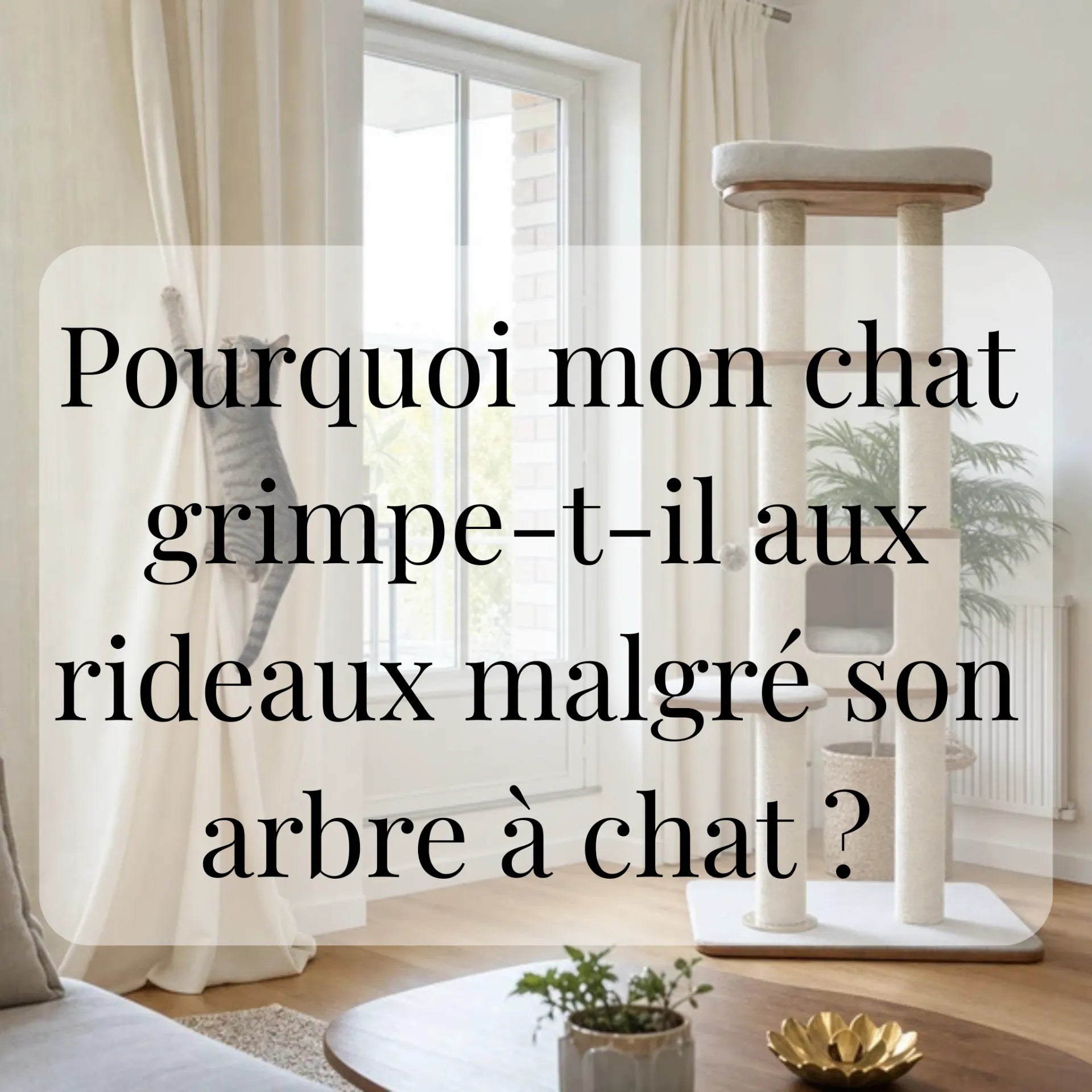 Pourquoi mon chat grimpe-t-il aux rideaux malgré son arbre à chat ? CATIUM