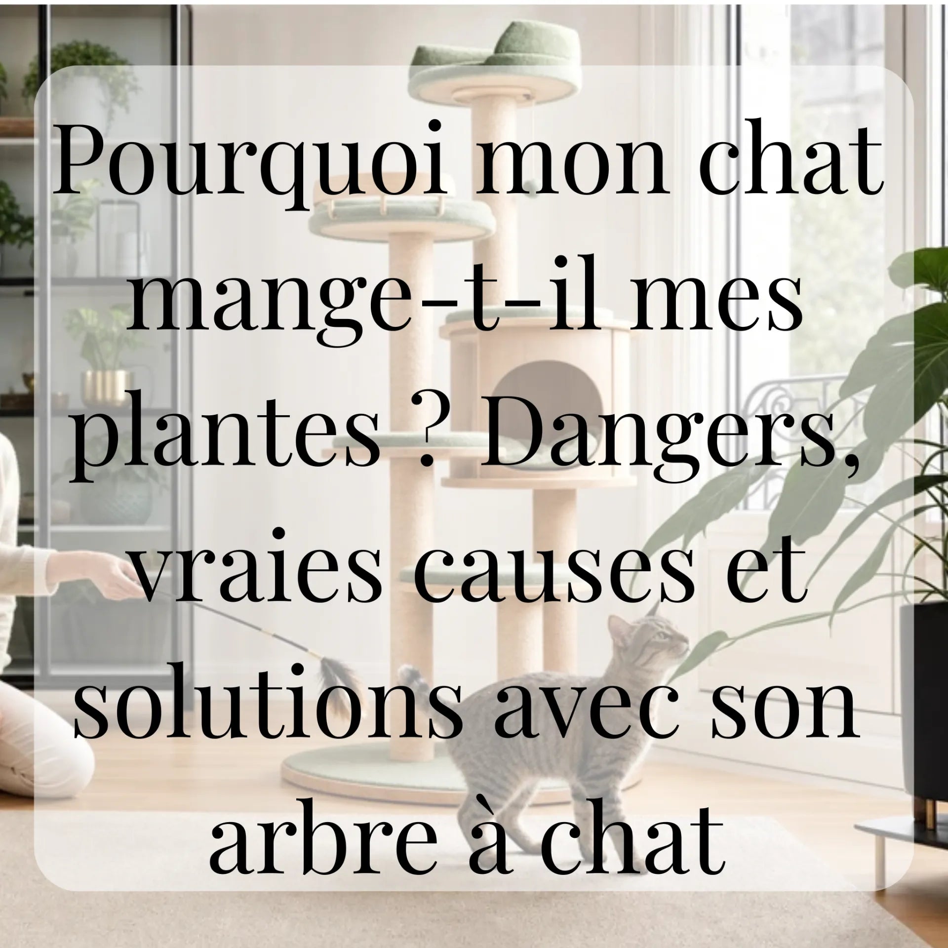 Pourquoi mon chat mange-t-il mes plantes ? Dangers, vraies causes et solutions avec son arbre à chat CATIUM