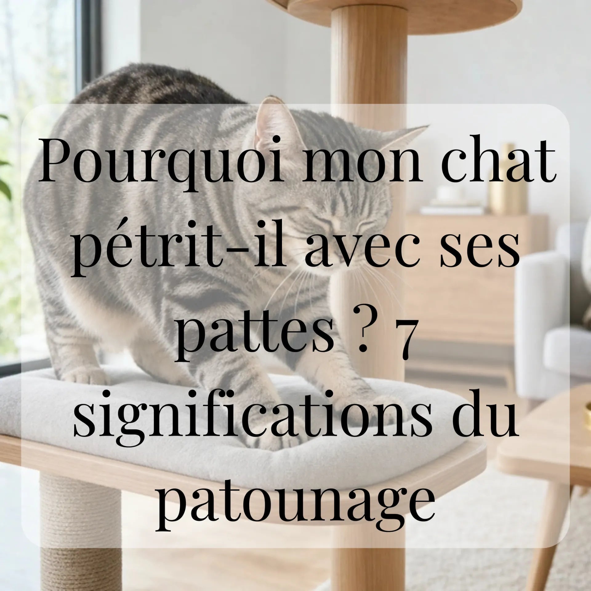 Pourquoi mon chat pétrit-il avec ses pattes ? 7 significations du patounage CATIUM
