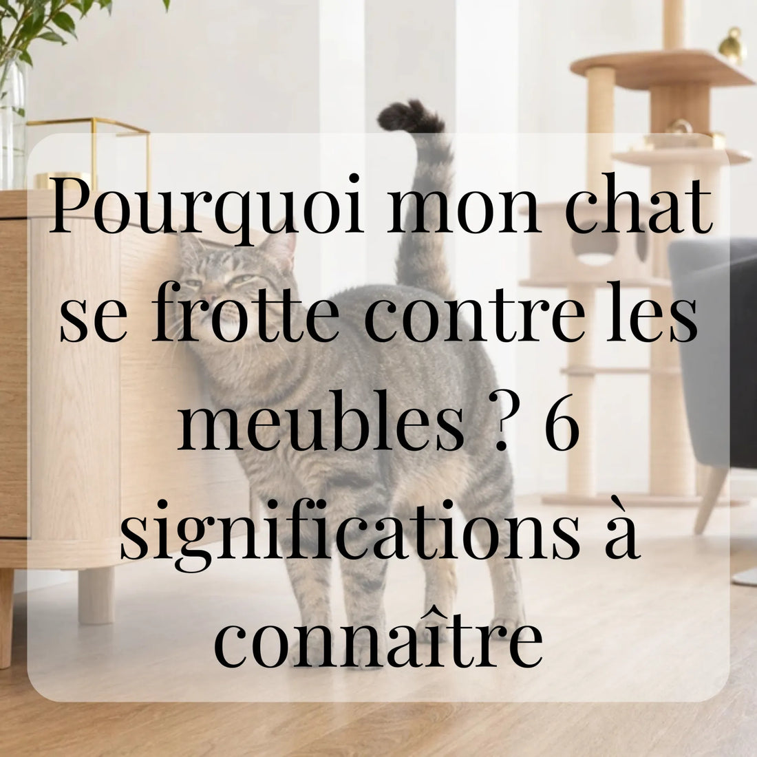 Pourquoi mon chat se frotte contre les meubles ? 6 significations à connaître CATIUM