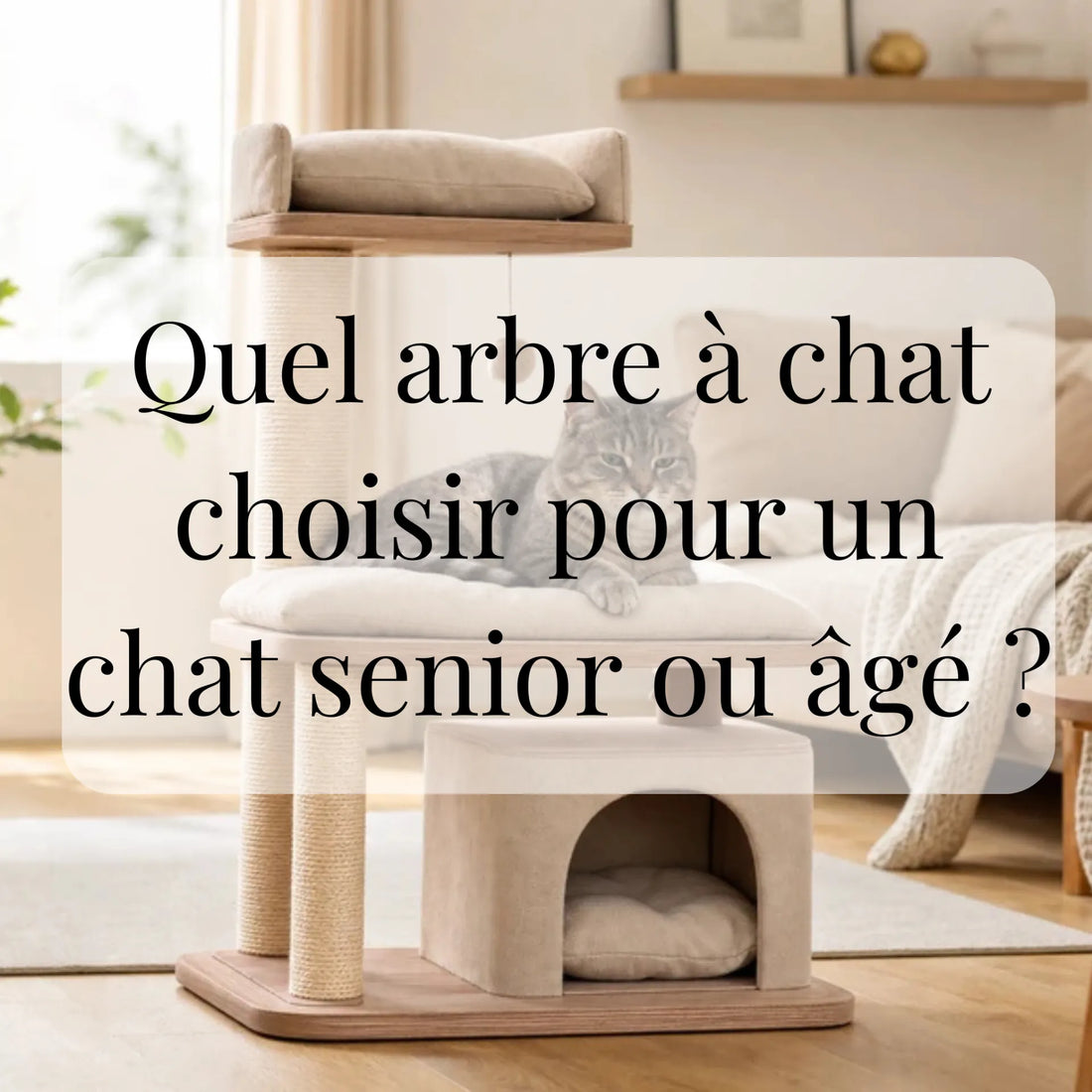 Quel arbre à chat choisir pour un chat senior ou âgé ? CATIUM
