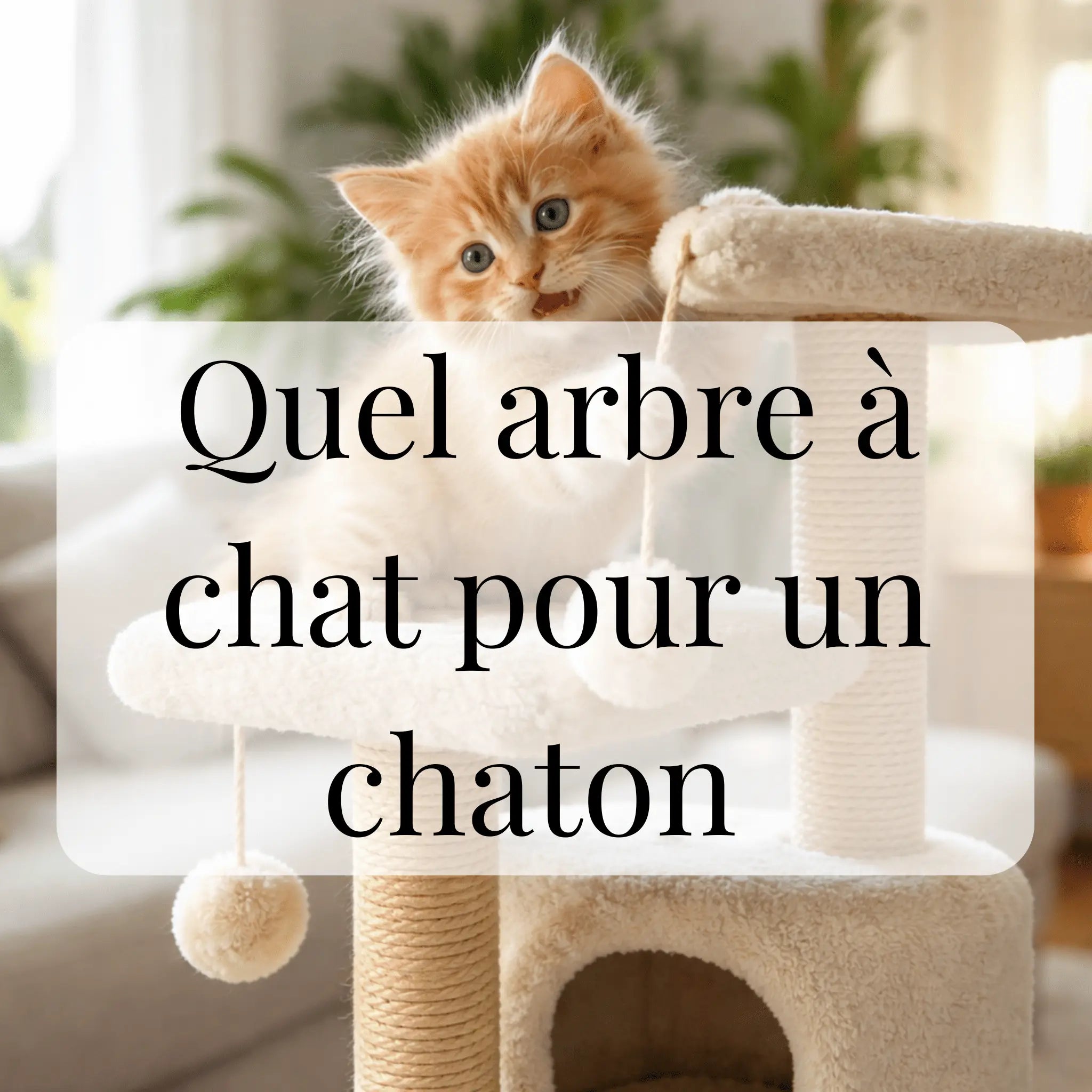Quel arbre à chat pour un chaton - CATIUM