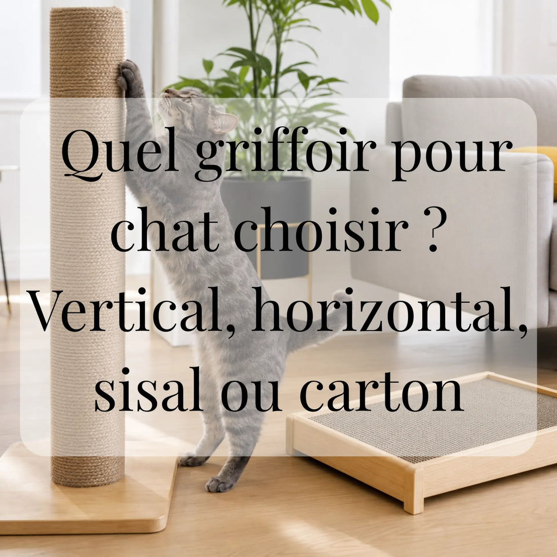 Quel griffoir pour chat choisir ? Vertical, horizontal, sisal ou carton CATIUM
