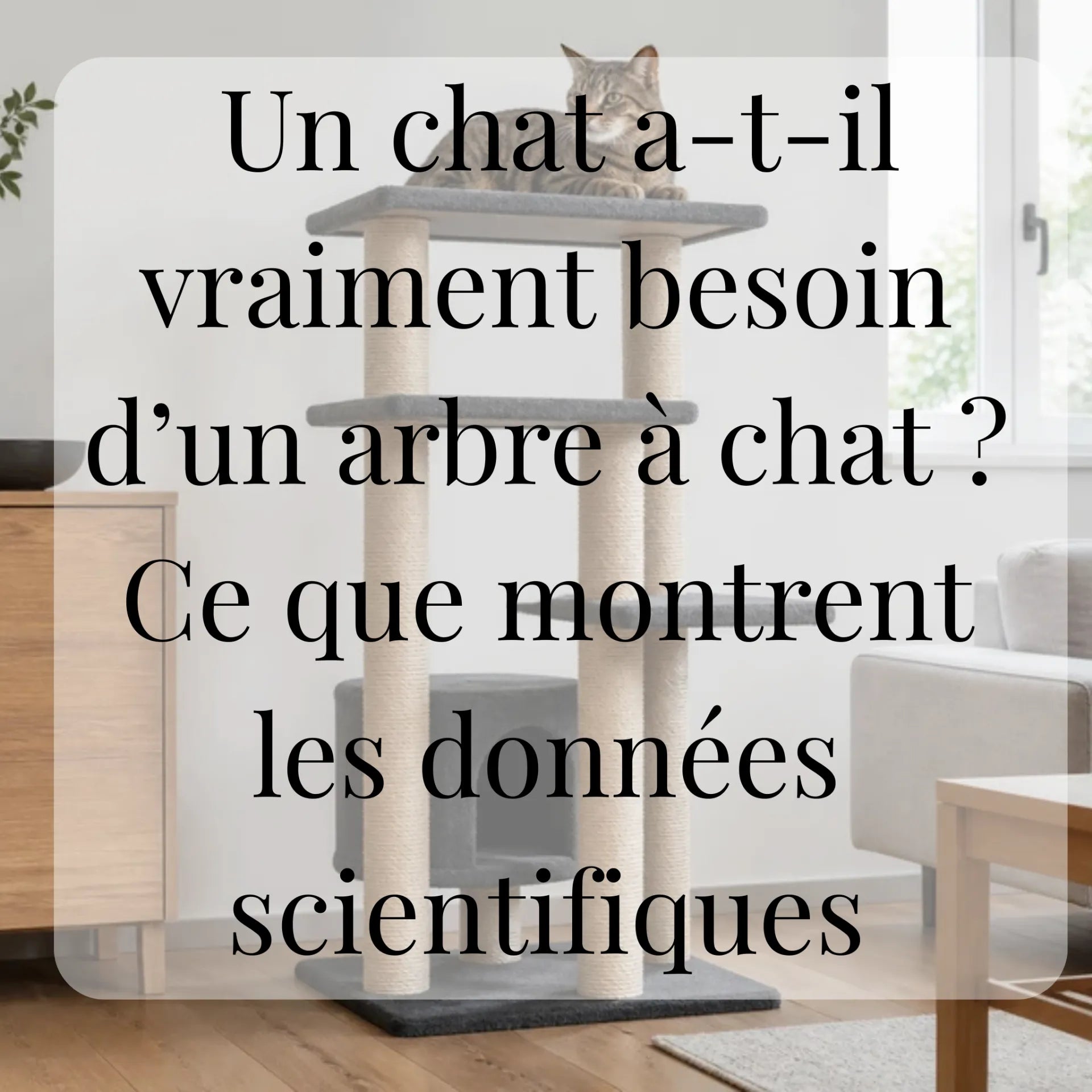 Un chat a-t-il vraiment besoin d’un arbre à chat ? Ce que montrent les données scientifiques CATIUM