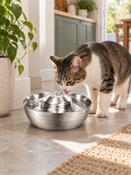 Deux chats buvant autour de la fontaine à eau en inox Circuléa.