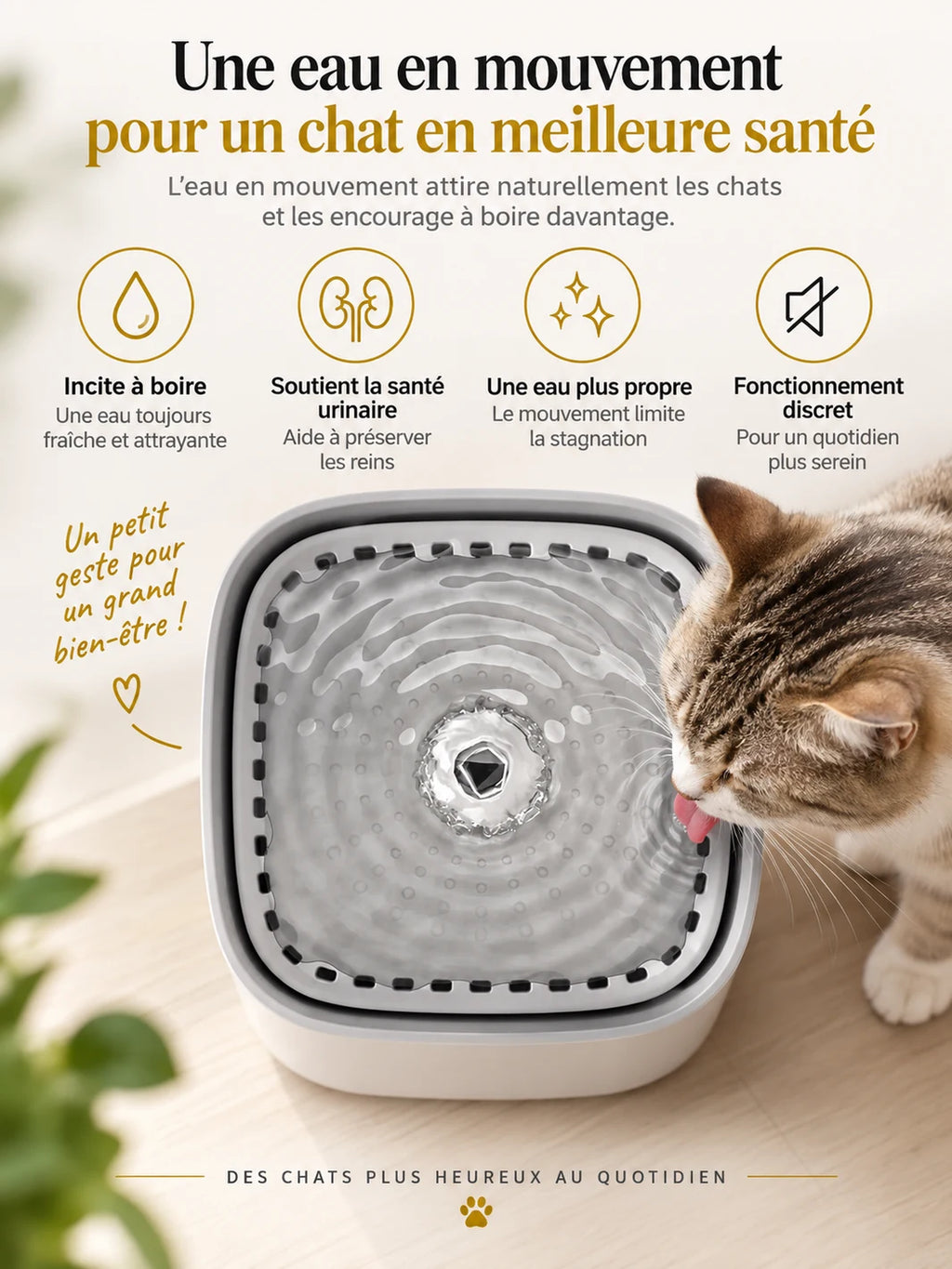Chat buvant sur la surface d’eau en mouvement de la fontaine compacte Jadélia.